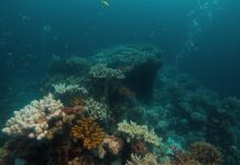 Increasing vulnerability of the oceanic ecosystem