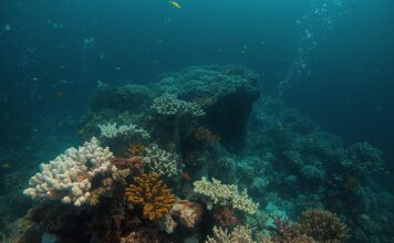 Increasing vulnerability of the oceanic ecosystem