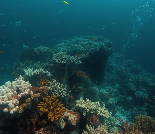 Increasing vulnerability of the oceanic ecosystem