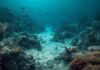 How Long Ocean World Could Endure Pollution?